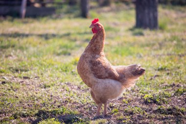Bahçesinde kırmızı bir tarak ile açık kahverengi tavuk - ayakta dikiliyor
