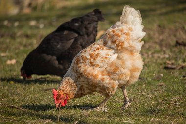 Bahçesinde kırmızı bir tarak olan açık kahverengi tavuk otların üzerinde otlar.