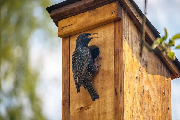 Bird Birdhouse Starling Entrance Hole Wooden Birdhouse — Stock Photo, Image