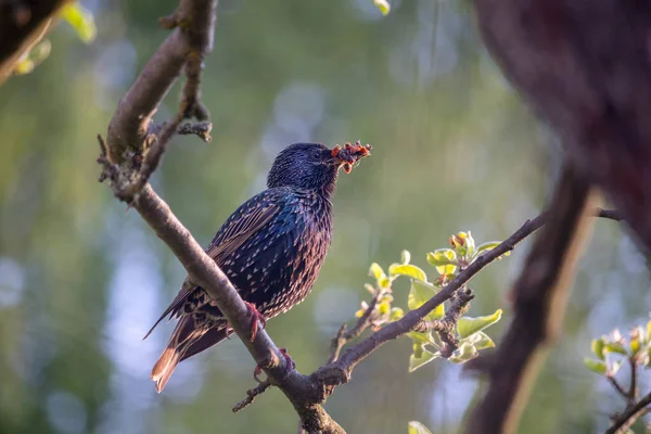 Oiseau Sur Arbre Étourdi Avec Nourriture Insectes Dans Son Bec — Photo