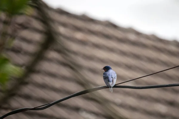 Vogel Schwalbe Sitzt Auf Einem Draht Hintergrund Das Dach Des — Stockfoto