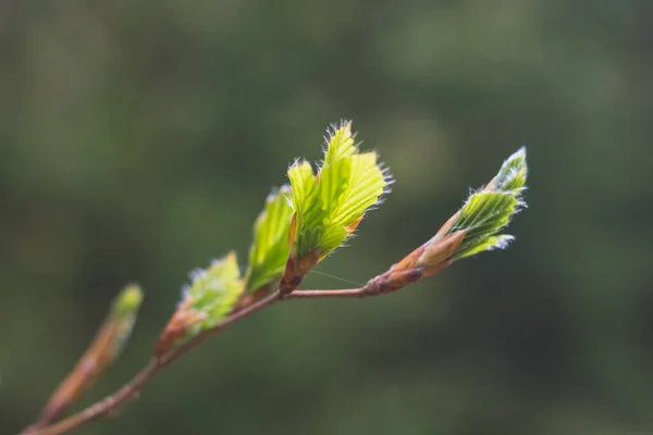 Folhas Brotantes Uma Árvore Primavera — Fotografia de Stock