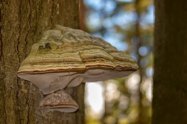 Polyporus Svamp Trädstam Skogen Närbild — Stockfoto