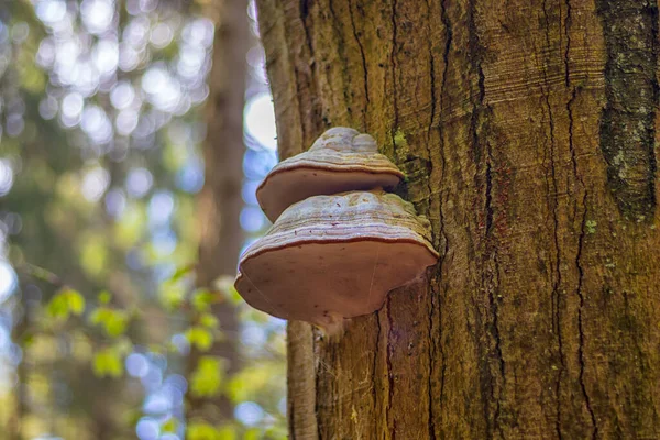 Polyporus Svamp Trädstam Skogen Närbild — Stockfoto