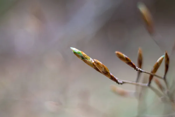 Botões Folhas Árvore Primavera — Fotografia de Stock