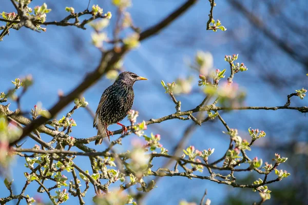 Vogel Auf Einem Baum Star Sitzt Auf Einem Zweig Eines — Stockfoto