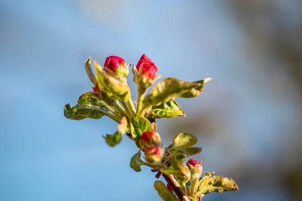 Botões Maçã Vermelha Botões Floração Galhos Macieira — Fotografia de Stock