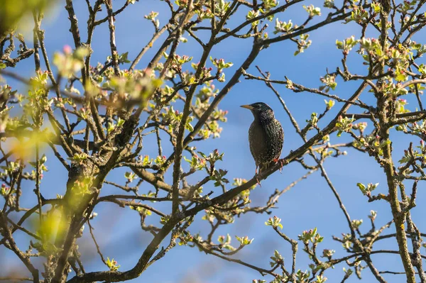 木の上の鳥 開花するリンゴの木の枝に座ってスターリング — ストック写真