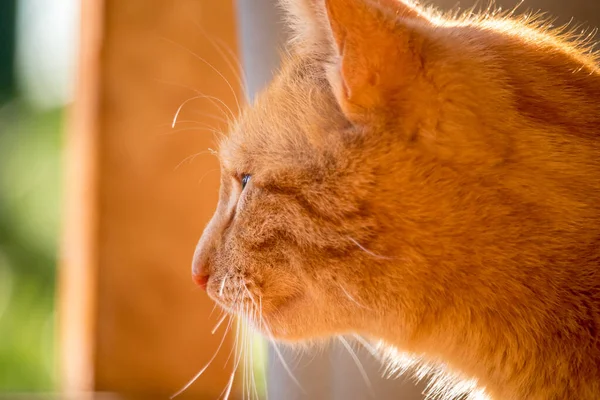 Рыжая Кошка Крупный План Головы Имбирной Кошки Улице Саду — стоковое фото