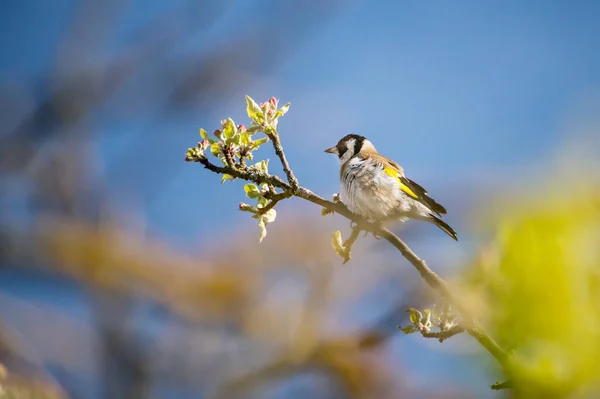 鸟儿在树上 金翅雀在开着花的苹果树枝头 在风中 在蓝天上 — 图库照片