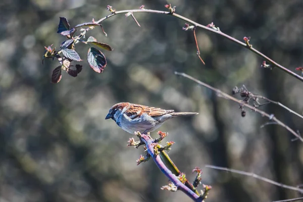 Oiseau Moineau Sur Buisson — Photo