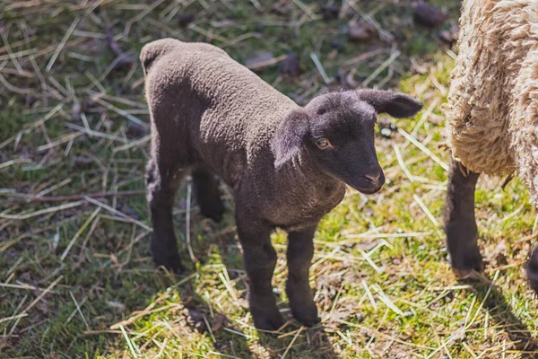 Αρνί Νεογέννητο Μαύρο Πρόβατο — Φωτογραφία Αρχείου