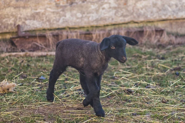 Lamm Nyfödda Små Svarta Får — Stockfoto