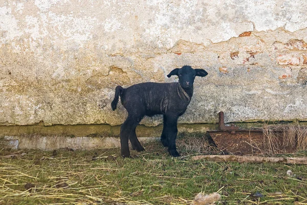 Domba Kambing Hitam Kecil Yang Baru Lahir — Stok Foto