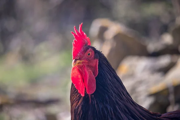 Black Rooster Head Rooster Red Comb — Stock Photo, Image