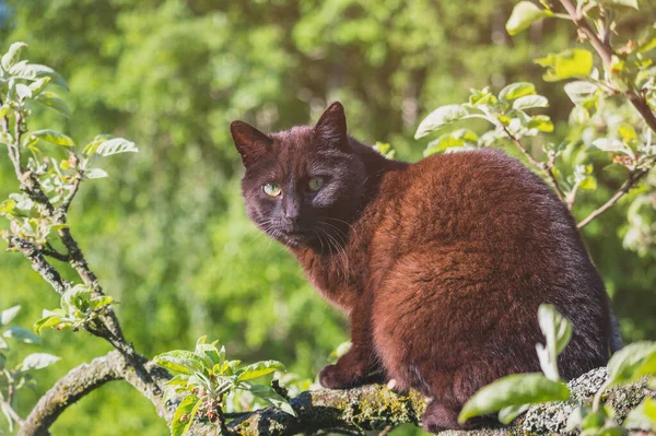 黒い猫が木の枝に座って晴れた日に緑の背景に座って — ストック写真