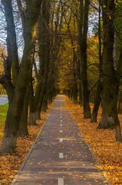Parlak sarı sonbahar yapraklarında bisiklet yolu