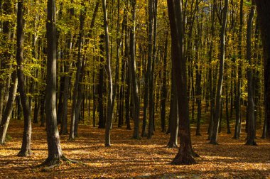 Sarı yapraklı sonbahar ormanı manzarası