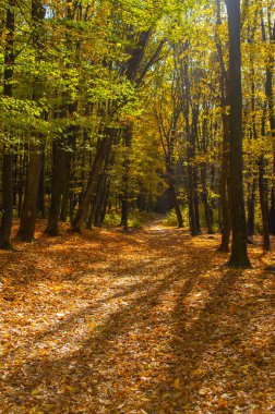 Sarı yapraklı sonbahar ormanı manzarası