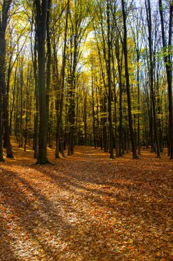Sarı yapraklı sonbahar ormanı manzarası