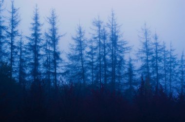Kasvetli sisli ormanda yaşlı çam ağaçları