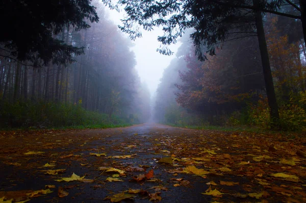 A estrada para a floresta nebulosa do outono — Fotografia de Stock