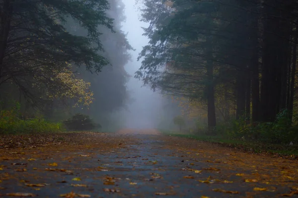Дорога в туманный осенний лес — стоковое фото