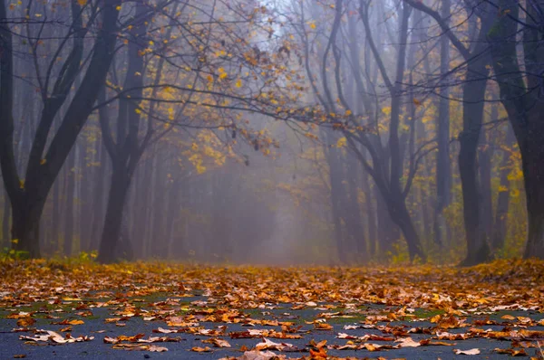 A estrada para a floresta nebulosa do outono — Fotografia de Stock