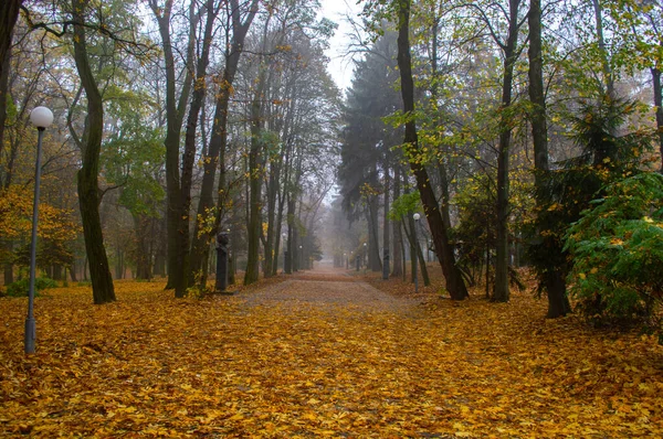 Sonbahar parkında sarı yapraklı bir sokak.