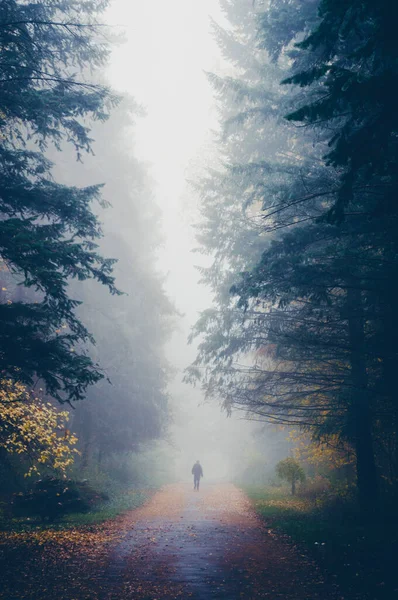 Силуэт мужчины на дороге в тумане в осеннем лесу — стоковое фото