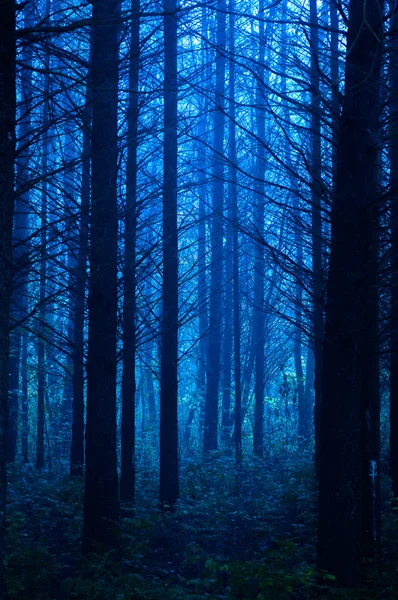 Silhouette di alberi mattutini a contrasto in una foresta nebbiosa — Foto Stock