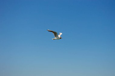Mavi gökyüzüne karşı uçan martı.