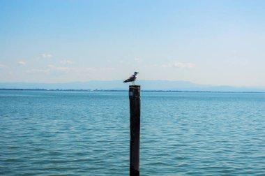 Martı ahşap bir sütunun üzerinde oturur.