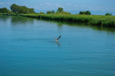 Kuşlar balık tutar ve suyun üzerinde alçaktan uçar.