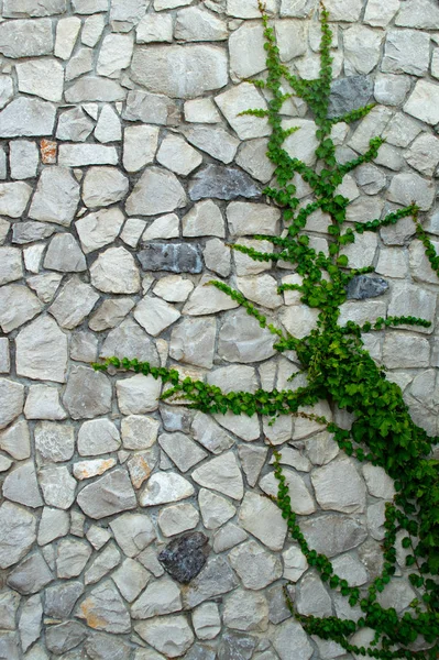 Wand aus mit Efeu bewachsenen Felsbrocken — Stockfoto