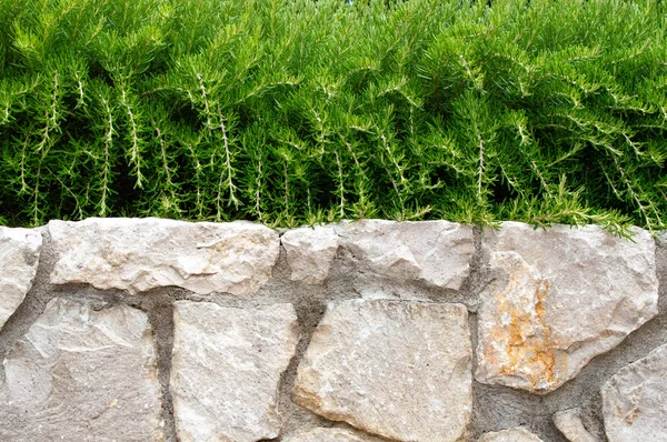 Tanaman hijau tumbuh di dinding batu — Stok Foto