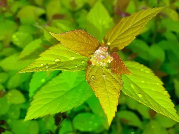 Druppels dauw op groene bladeren — Stockfoto