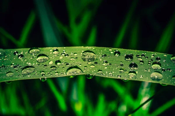 Капли дождя на зеленой траве — стоковое фото