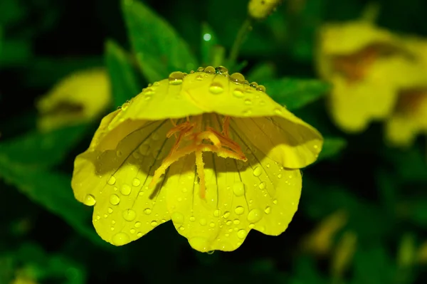 Flor amarilla con gotas de lluvia — Foto de Stock