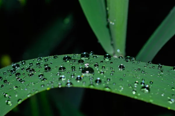 Капли дождя на зеленой траве — стоковое фото