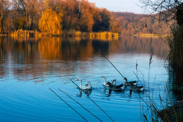 Husy plavou v jezeře na pozadí podzimní krajiny — Stock fotografie