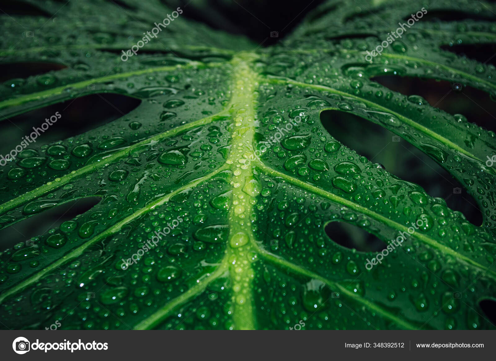 Schone Monstera Blatt Mit Regentropfen Aus Nachster Nahe Stockfoto C Deposit4434 Gmail Com