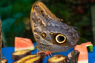 Parlak kelebek meyveleri detaylıca yer.