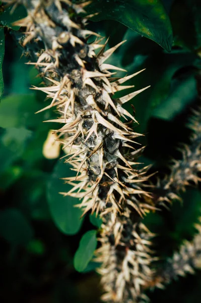 Цветущие Растения Шипами Вблизи — стоковое фото