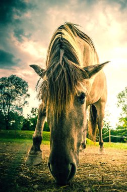At eğildi ve saman yedi, ayrıntılarıyla kapat.