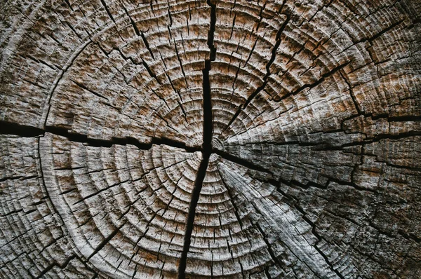 Fond Texture Bois Anneaux Arbres Anciens Avec Fissures Détail — Photo