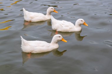 Gölde yüzmeye beyaz ördek