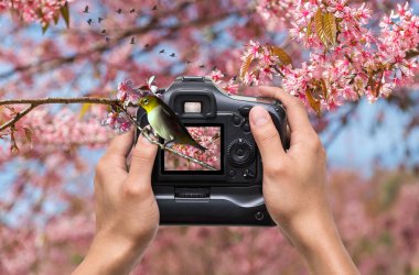 Kamera çekimi fotoğraf holding eller 