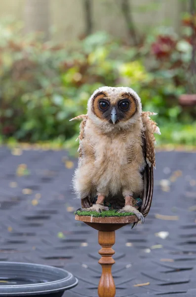 Rolig liten unga Uggla — Stockfoto