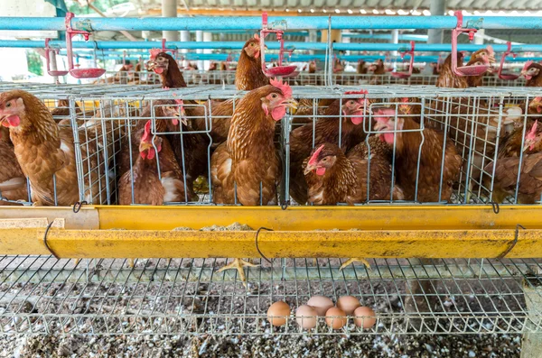 Αυγό κοτόπουλο αγρόκτημα — Φωτογραφία Αρχείου
